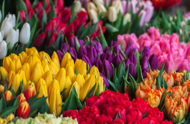 floral exploration